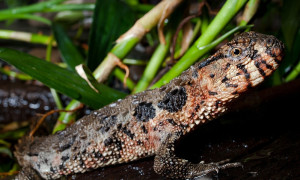 Shinisaurus crocodilurus – jaszczurka krokodylowa, chińska jaszczurka krokodylowa*