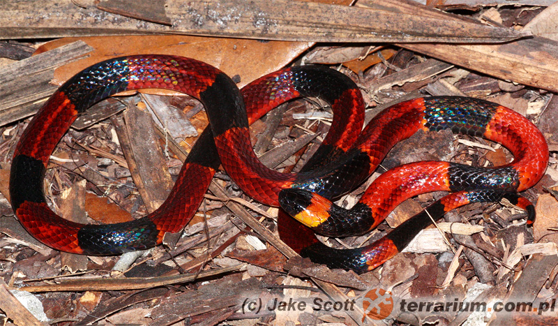 Micrurus fulvius – koralówka arlekin