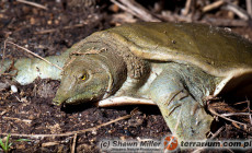 Pelodiscus sinensis – żółwiak chiński
