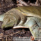 Pelodiscus sinensis – żółwiak chiński