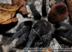 Tliltocatl epicureanus – ptasznik