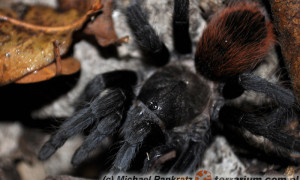 Tliltocatl epicureanus – ptasznik