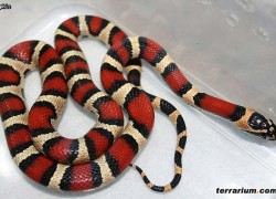 Pantherophis guttatus x Lampropeltis triangulum campbelli – Pueblacorn