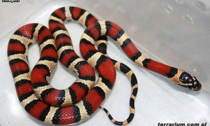 Pantherophis guttatus x Lampropeltis triangulum campbelli – Pueblacorn