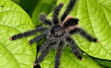 Avicularia avicularia – ptasznik