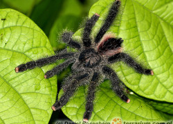 Avicularia avicularia – ptasznik