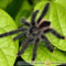 Avicularia avicularia – ptasznik