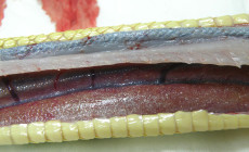 Dna moczanowa jako konsekwencja uszkodzenia nerek u gadów