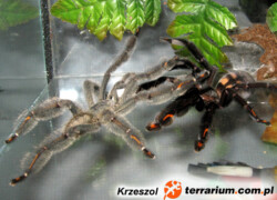 Dymorfizm płciowy i rozpoznawanie płci u ptaszników (tzw. „seksowanie”)