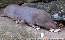 Blarina brevicauda – blarina krótkoogonowa, ryjówka krótkoogoniasta