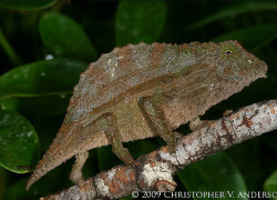 Rieppeleon (Rhampholeon) brevicaudatus – kameleon liściasty brodaty*