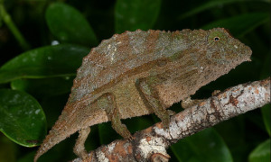 Rieppeleon (Rhampholeon) brevicaudatus - kameleon liściasty brodaty*