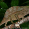 Rieppeleon (Rhampholeon) brevicaudatus – kameleon liściasty brodaty*