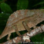 Rieppeleon (Rhampholeon) brevicaudatus - kameleon liściasty brodaty*