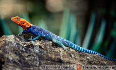 Agama agama – agama czerwonogłowa
