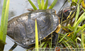 Trachemys scripta elegans – żółw czerwonolicy