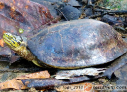Cuora amboinensis – żółw sundajski