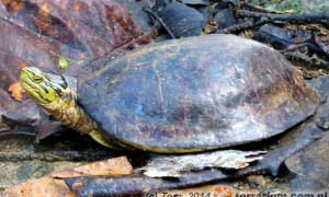 Cuora amboinensis – żółw sundajski