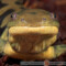 Ambystoma tigrinum – ambystoma tygrysia