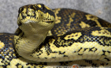 Morelia spilota – pyton rombowy*, pyton dywanowy*