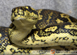 Morelia spilota – pyton rombowy*, pyton dywanowy*
