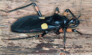 Heteroptera – pluskwiaki różnoskrzydłe