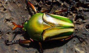 Eudicella gralli – kruszczyca paskowana