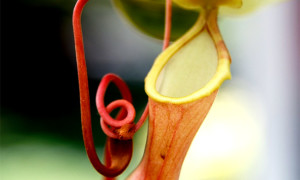 Plantae insectivorae – rośliny owadożerne – podstawy hodowli