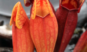 Sarracenia purpurea - kapturnica purpurowa