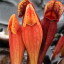Sarracenia purpurea - kapturnica purpurowa