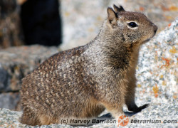 Spermophilus – susły