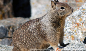 Spermophilus – susły