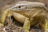 Varanus gouldi – waran Goulada