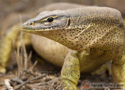 Varanus gouldi – waran Goulada