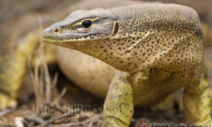 Varanus gouldi – waran Goulada