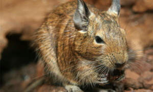 Octodon degus – koszatniczka zwyczajna