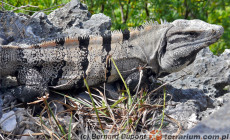 Ctenosaura similis – legwan czarny
