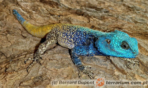 Acanthocercus atricollis – agama niebieskogłowa, agama niebieskogardła