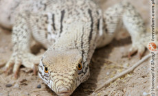 Varanus griseus – waran szary