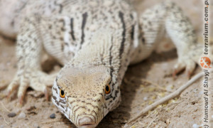 Varanus griseus – waran szary