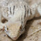 Varanus griseus – waran szary