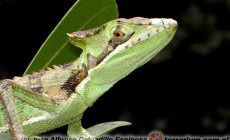 Laemanctus serratus – Hełmogwan koroniasty