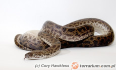 Antaresia maculosa – pyton plamisty