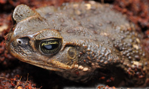 Rhinella marina – ropucha aga