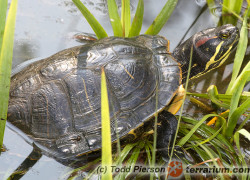 Problem żółwi w Polsce, zagrożenia dla ludzi i zwierząt