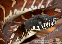 Morelia boeleni – pyton czarny