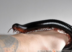 Archispirostreptus gigas – afrykański krocionóg olbrzymi*