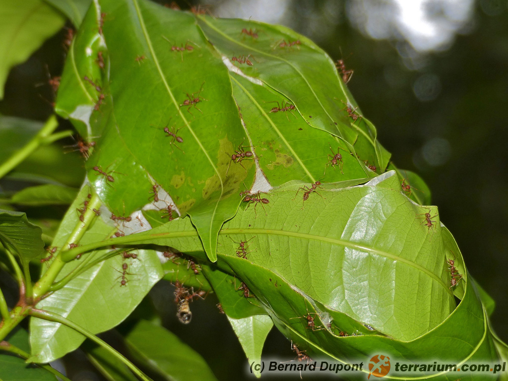 Oecophylla smaragdina – mrówka tkaczka – gniazdo mrówek