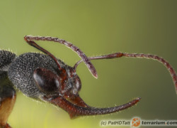 Harpegnathos spp. – mrówki