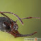 Harpegnathos spp. – mrówki